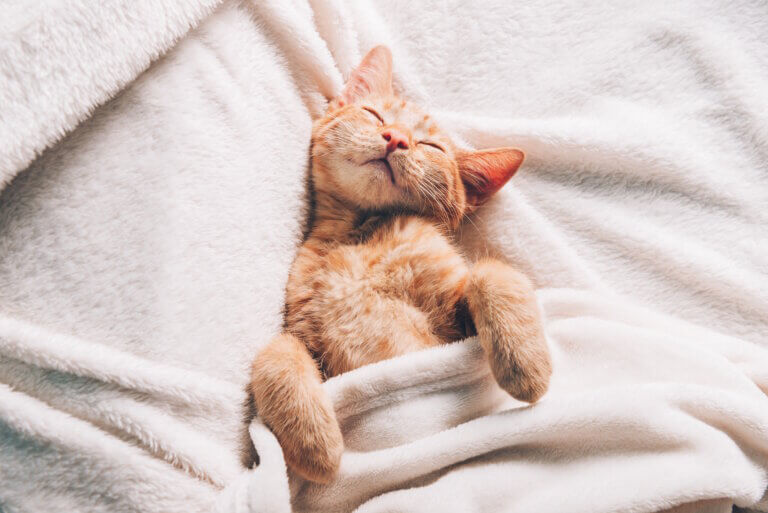Cute little ginger kitten in the collar sleeps on white soft blanket