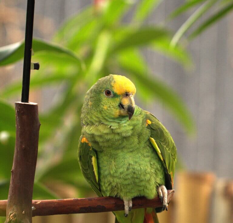 A green parrot is listening intently
