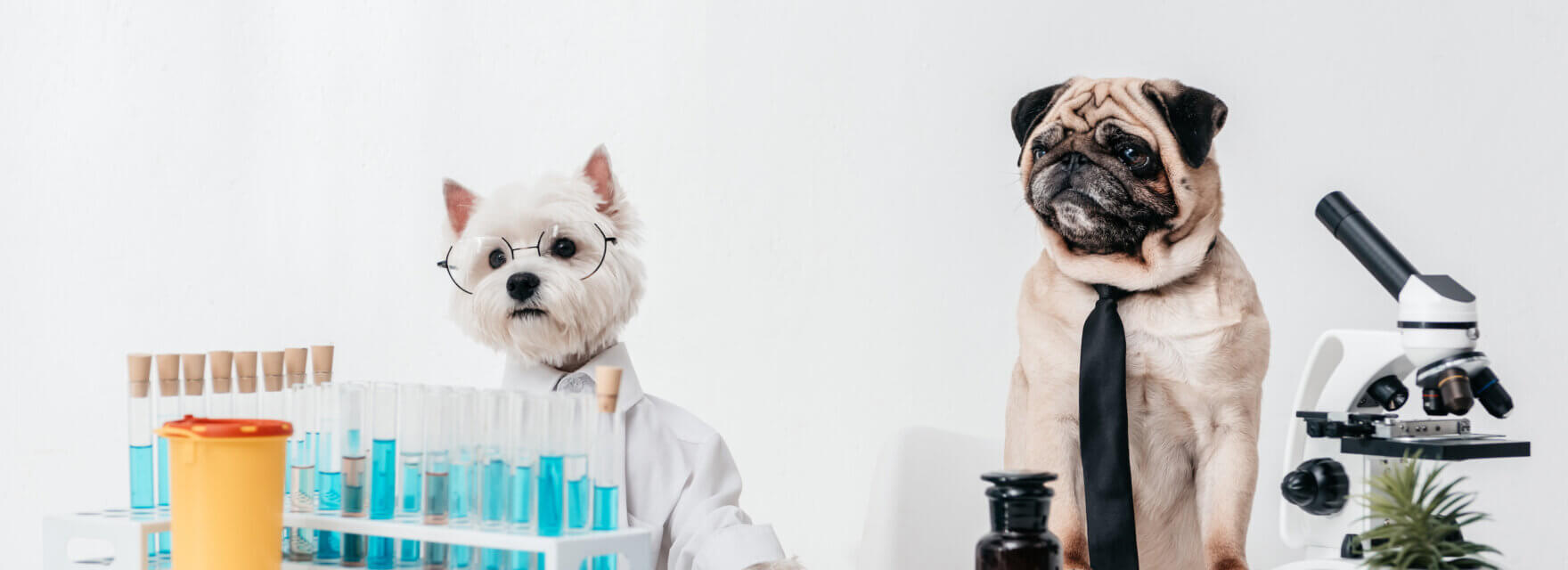 Veterinary Compounding | SaveWay Compounding Pharmacy Veterinary Compounding | SaveWay Compounding Pharmacy