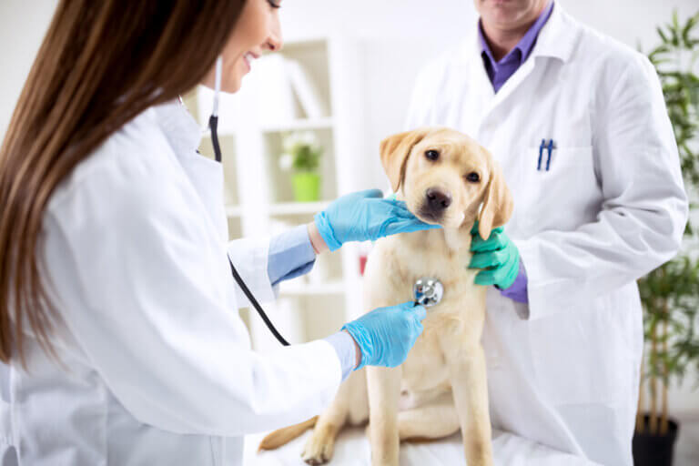 Two veterinarians executing a dog's annual exam. Veterinarian cardiology.