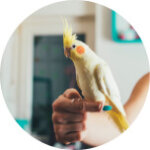Domestic & Exotic Pet Medications