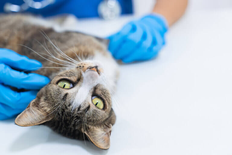 A veterinarian examining a cat. Diabetes veterinary.