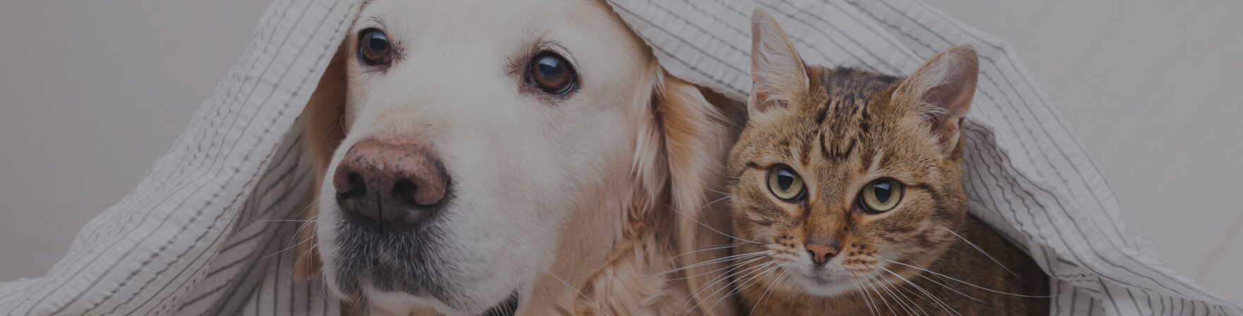 Veterinary Cardiology