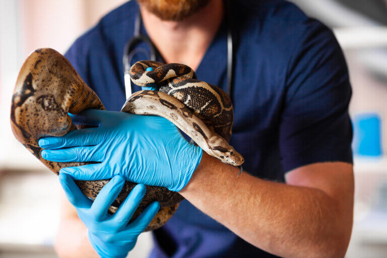 A vet holding a snake.
