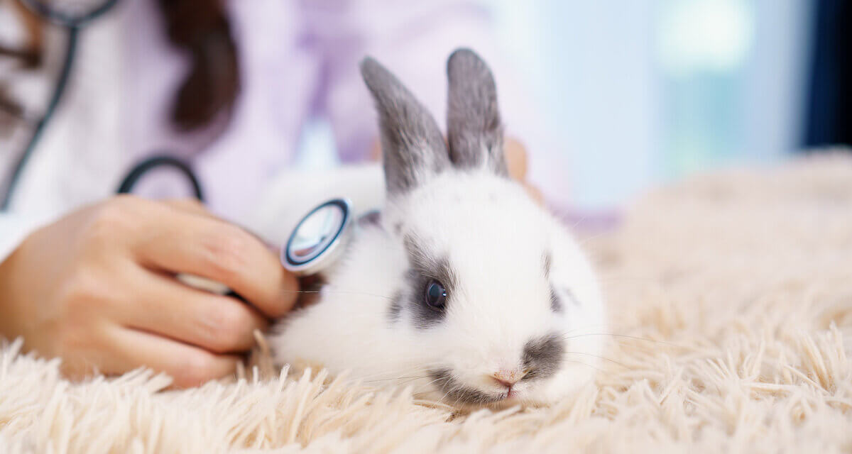 A bunny rabbit being seen by a veterinarian with a stethoscope. Veterinary diuretics.