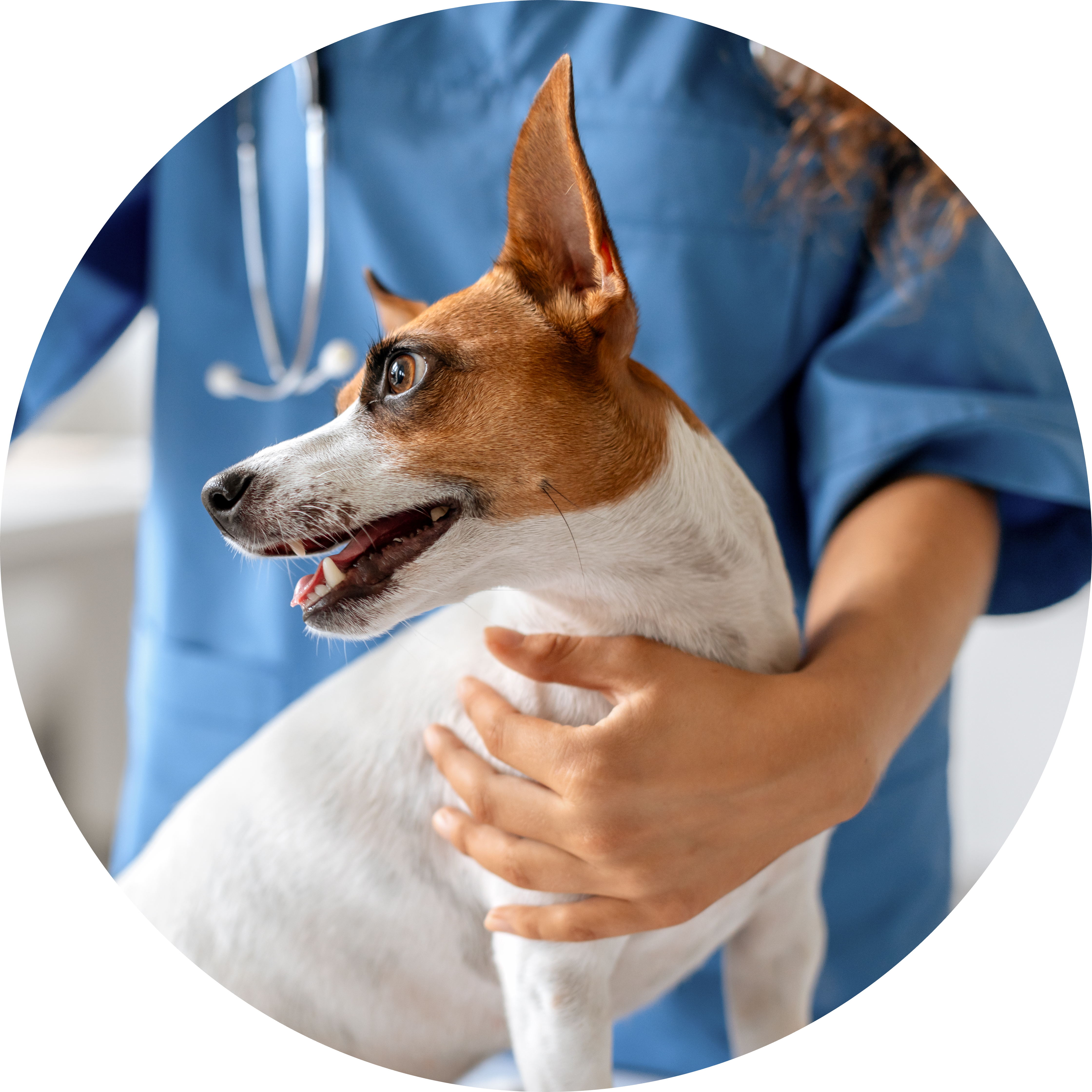 A dog getting a vaccination from a vet.