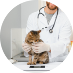 A veterinarian doctor checking a cat at a vet clinic.